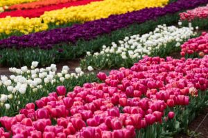 Tulip Festival, Delhi Events, Spring Festival, Flower Festival, Tulip Garden, Delhi Tourism, Floral Extravaganza, Outdoor Activities, Family Outing, Photography Opportunities, Cultural Exchange,