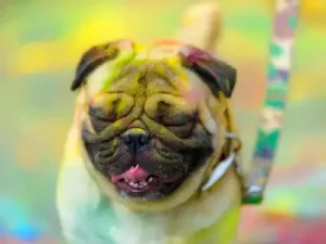 A smiling dog sitting amidst colorful Holi decorations.